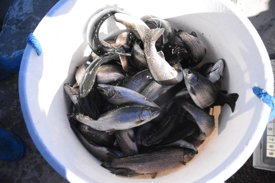 Denizi olmayan köyden 10 ülkeye balık yolladılar 5